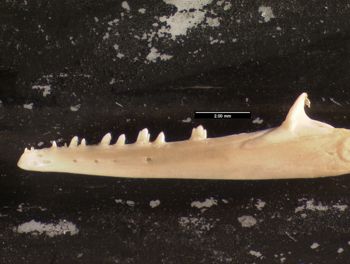 Media type: image;   Herpetology R-13328